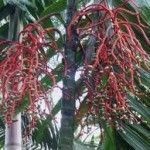 Chamaedora adscendes Tipos de palmeras