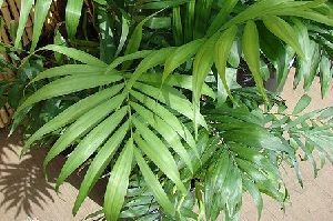 Chamaedorea elegans Chamaedorea elegans