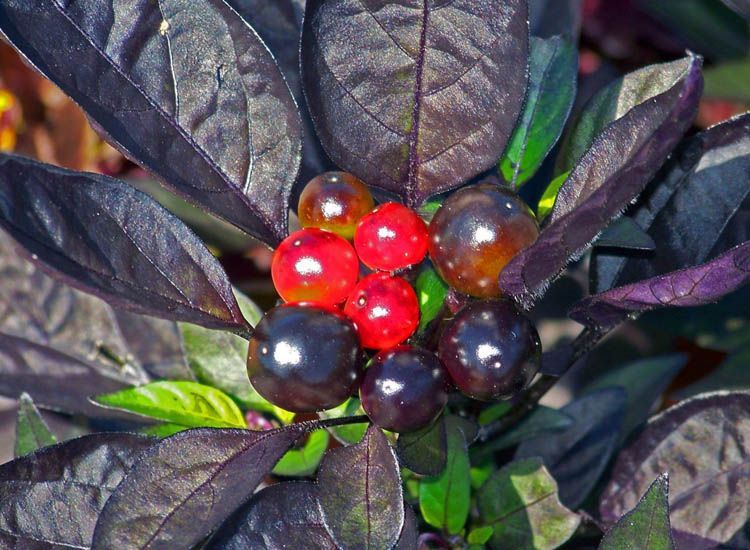 Chile Black pearl