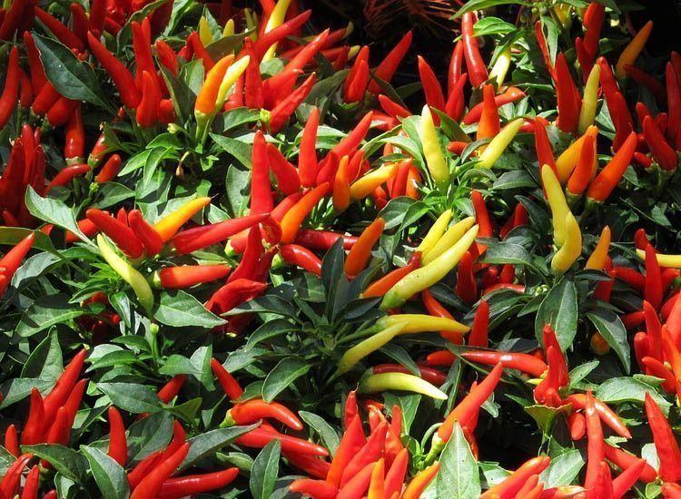 Chile medusa