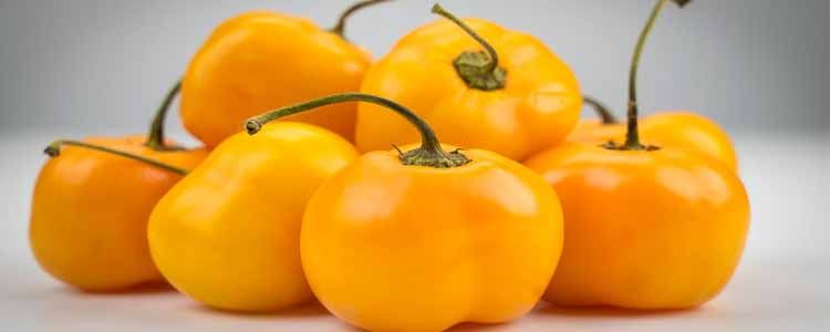 Chile rocoto
