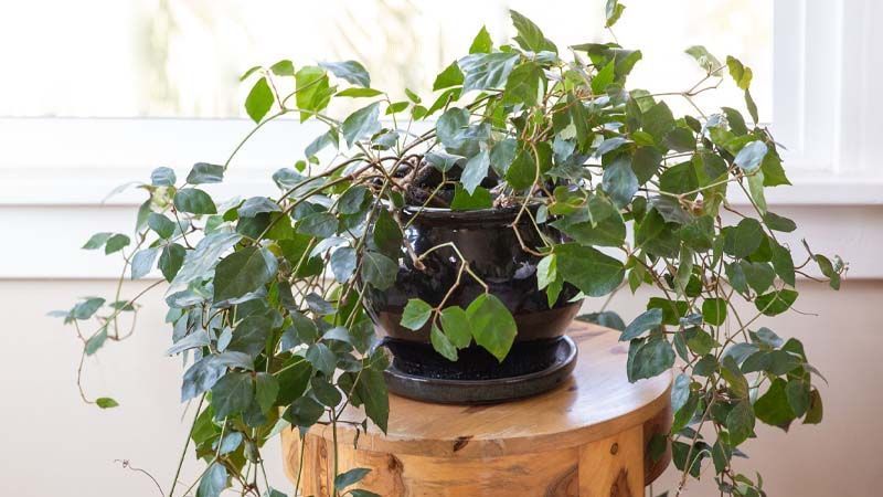 Cissus rhombifolia planta de interior