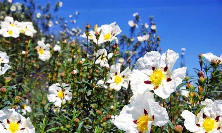 Cistus ladanifer jara pringosa