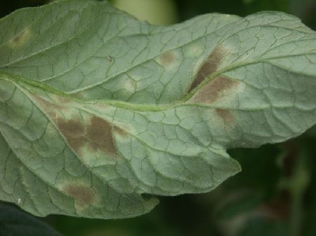 Cladosporiosis enfermedades del tomate