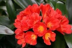 Clivia miniata Clivia miniata