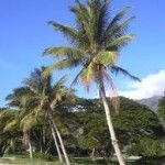Cocos nucifera Tipos de palmeras