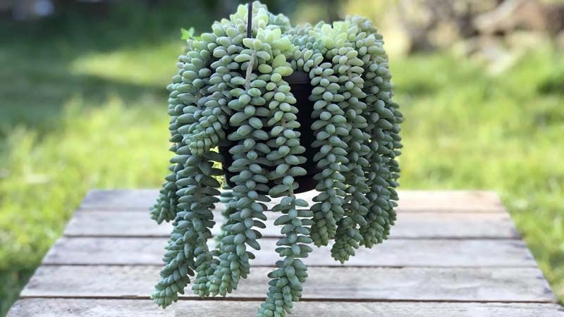Cola de burro sedum morganianum