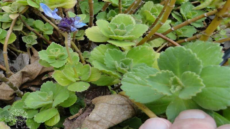 Coleus canina Plectranthus caninus