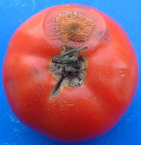 Colletotrichum sp. tomate