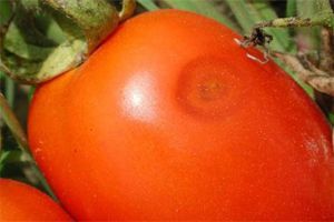 Colletotrichum spp