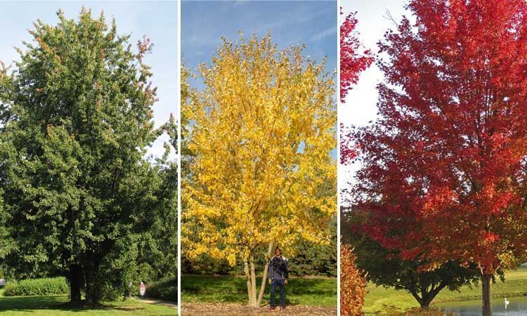 Colores de Acer saccharinum
