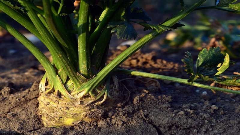 Cómo cultivar apio