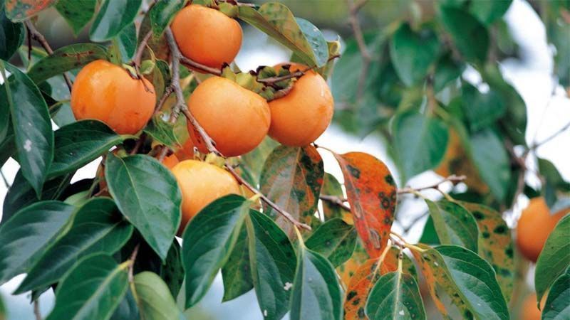 Cómo cultivar caqui