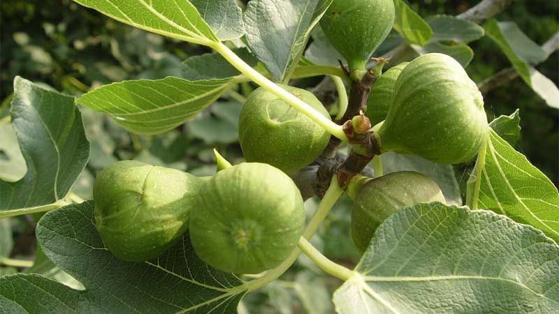 Cómo cultivar higuera