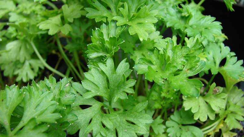 Cómo cultivar perejil