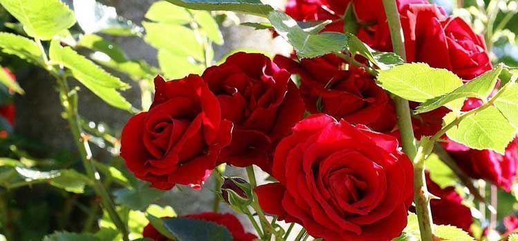 tipos de injerto para rosal