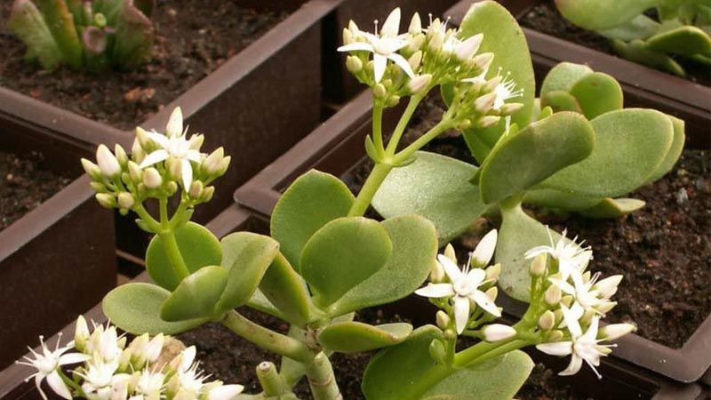 Cómo plantar Crassula ovata