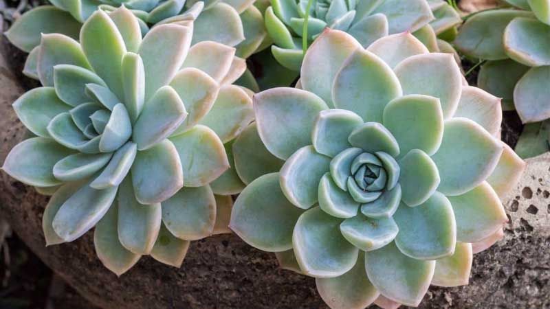 Como plantar Echeveria