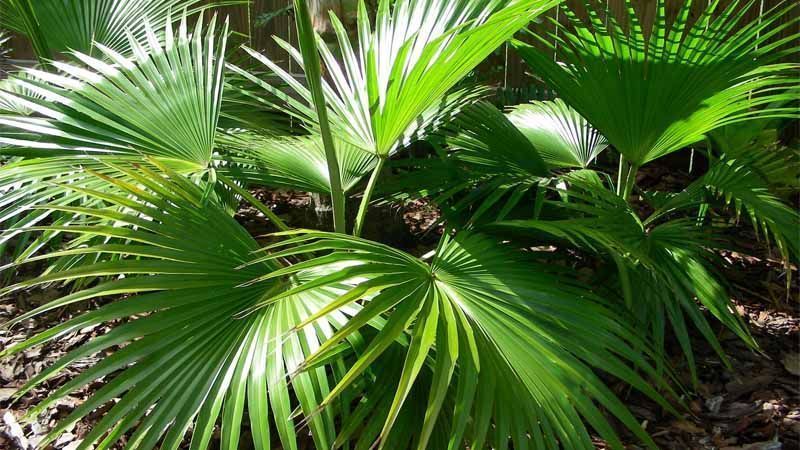 Cómo plantar Livistona chinensis