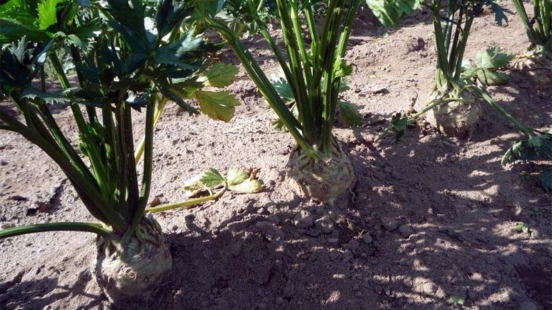 Cómo plantar apio nabo