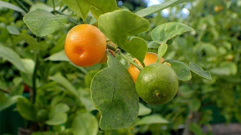 Como plantar calamondín