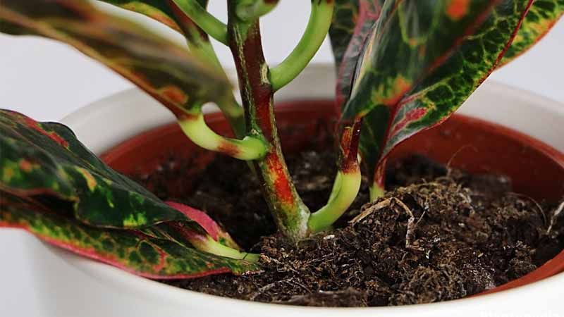 Cómo plantar crotón