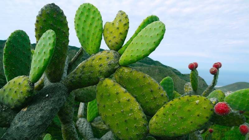 Cómo plantar nopal o chumbera