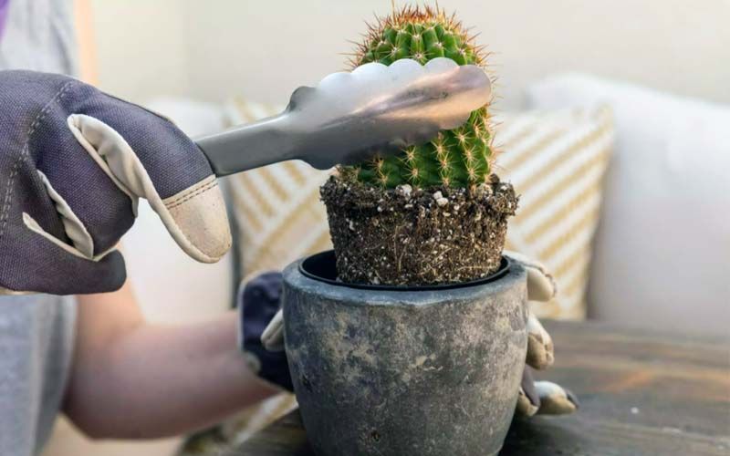Cómo trasplantar un cactus antiguo