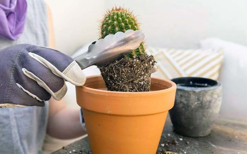 Cómo trasplantar un cactus nuevo