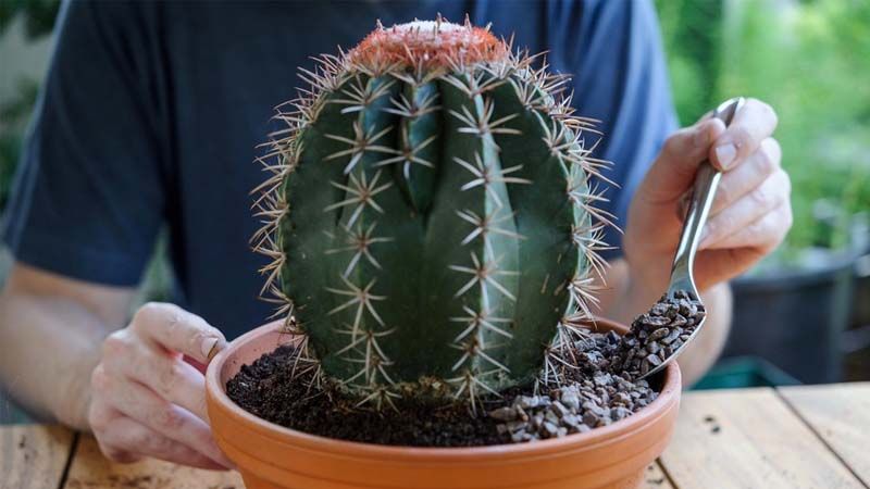 Cómo trasplantar un cactus