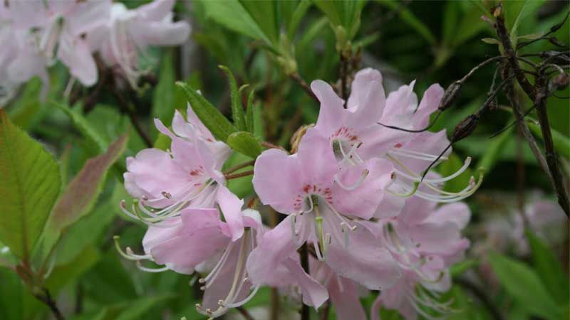 Consejos cultivo rododendro