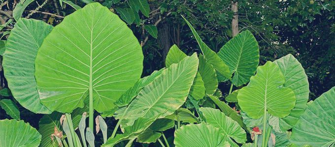 Alocasia macrorrhiza