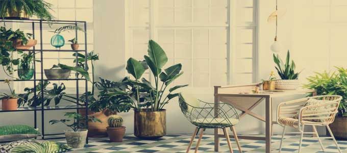 Consejos para plantas de interior