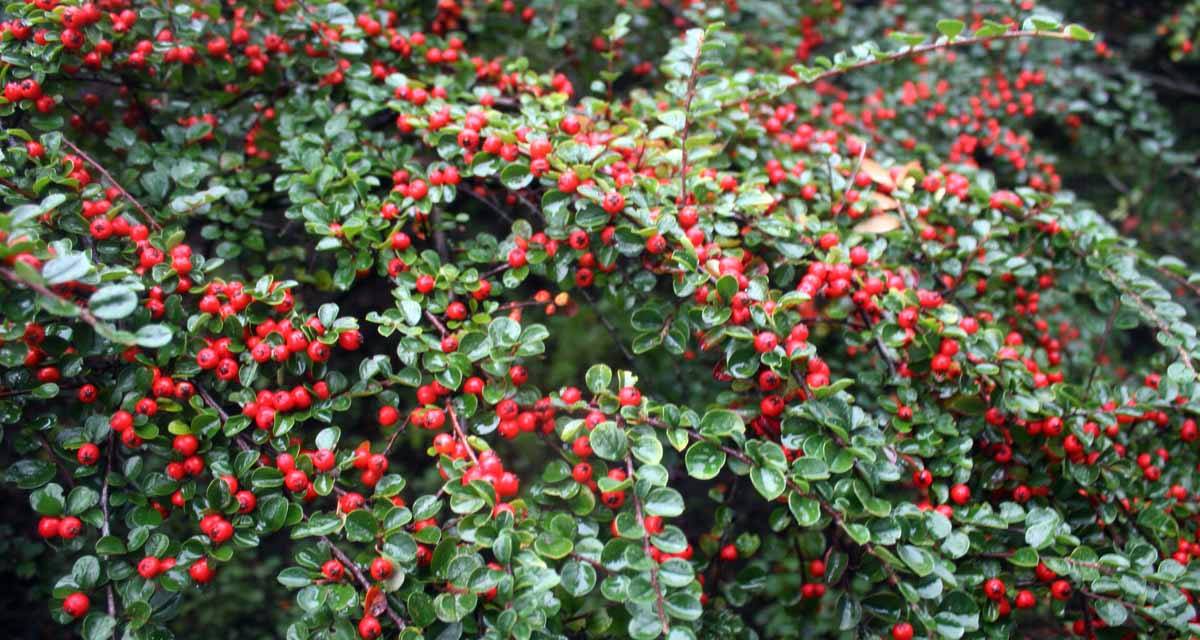 Cotoneaster franchetii