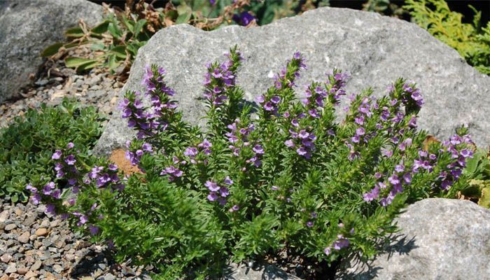 Crecimiento de albahaca