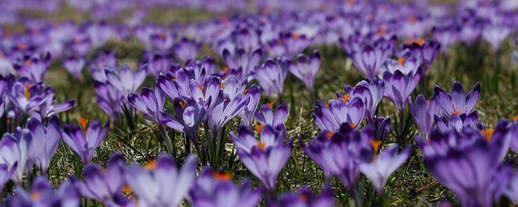 Crocus vernus