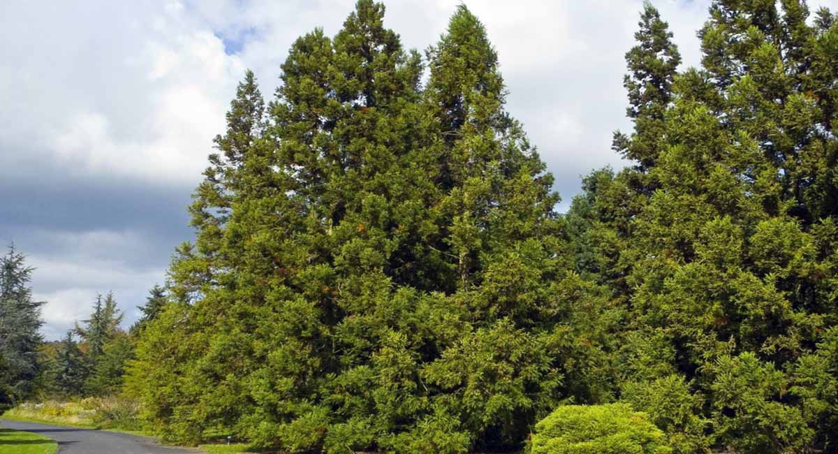 Cryptomeria japonica cedro japonés