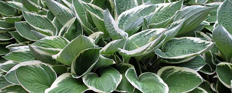 Cuidado de hostas