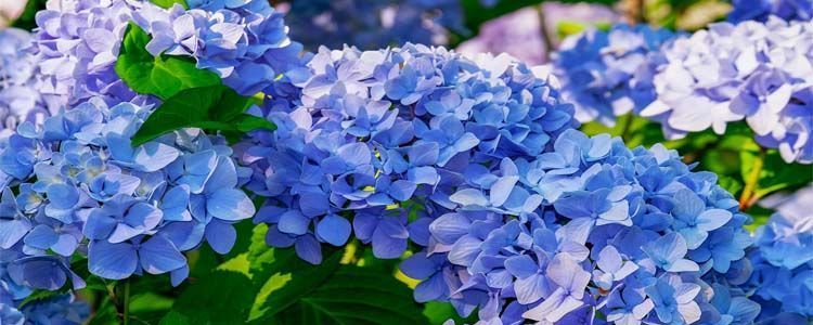 Cuidado de la hortensia