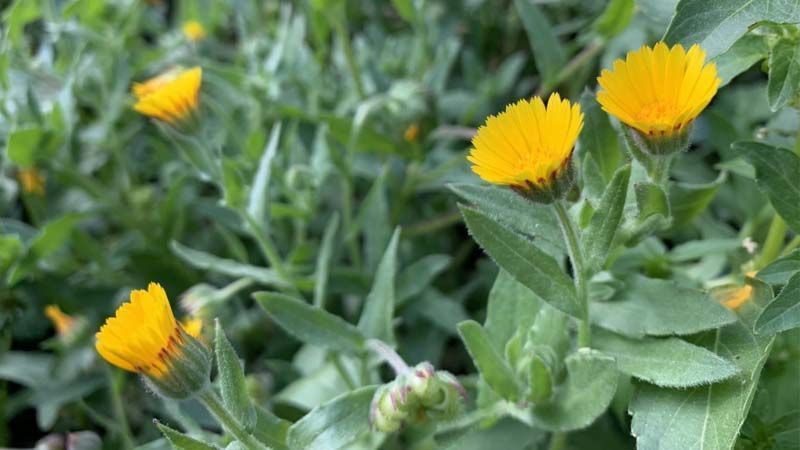 Cuidados Calendula arvensis