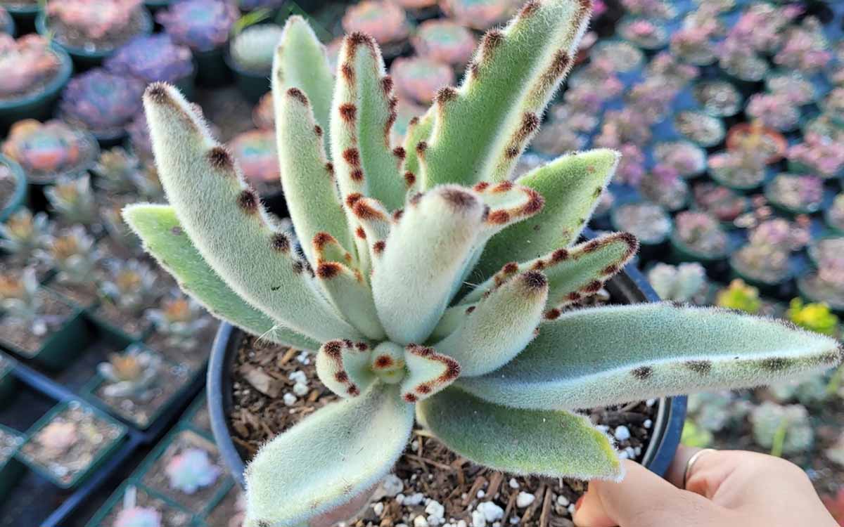 Cuidados de Kalanchoe