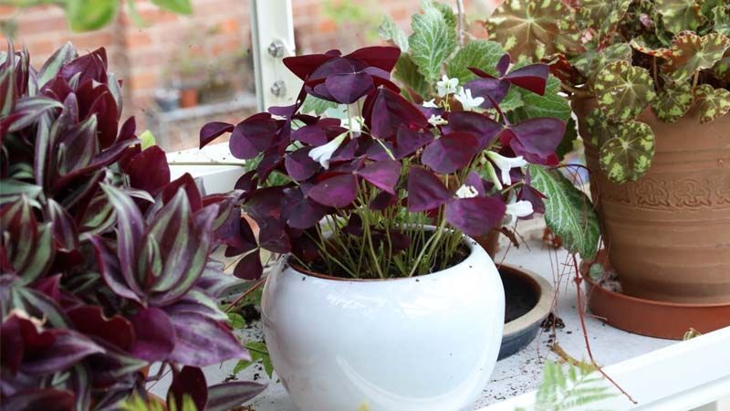 Cuidados de Oxalis triangularis