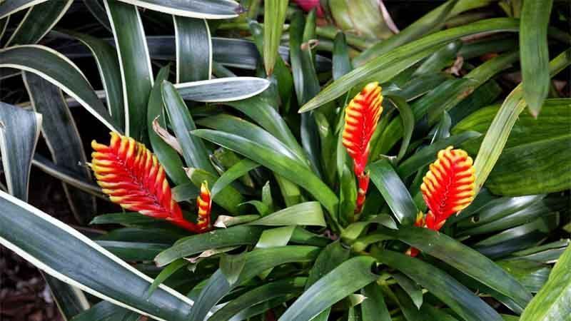 Cuidados de Vriesea splendens