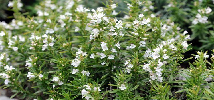 Cuidados de albahaca