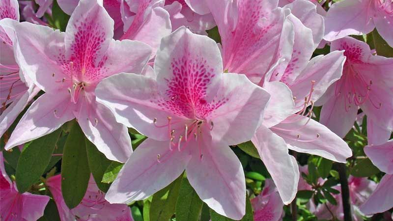 Cuidados del rododendro