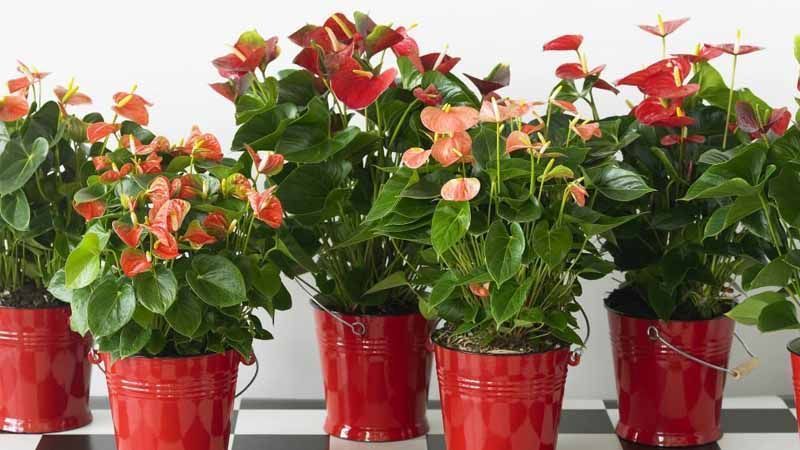 Cultivar Anthurium
