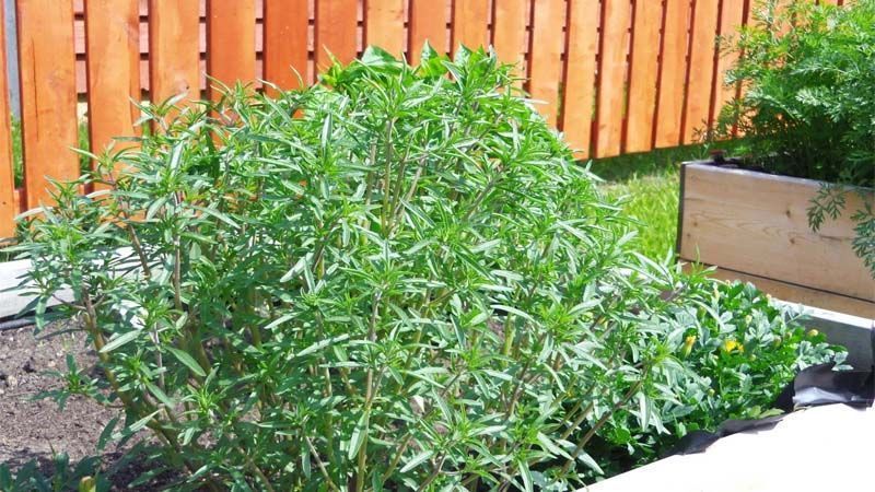 Cultivar ajedrea
