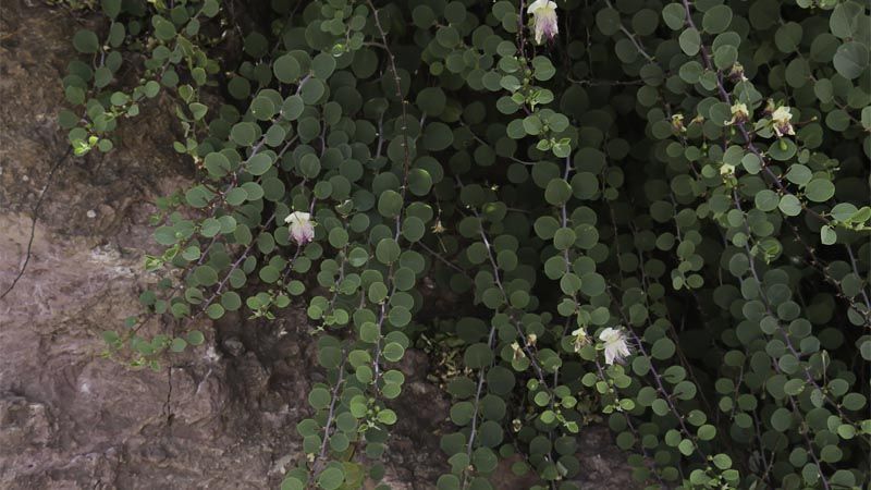 Cultivar alcaparras