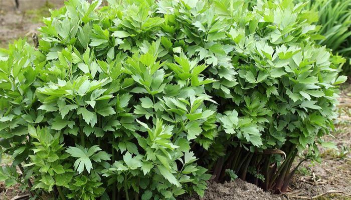 Cultivar apio de monte