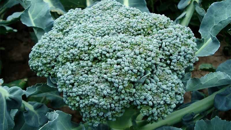 Cultivar brócoli